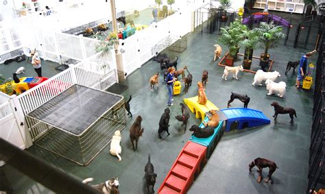 dog-recreation-center,Activities for Dogs at a Recreation Center,thqActivitiesforDogsataRecreationCenter