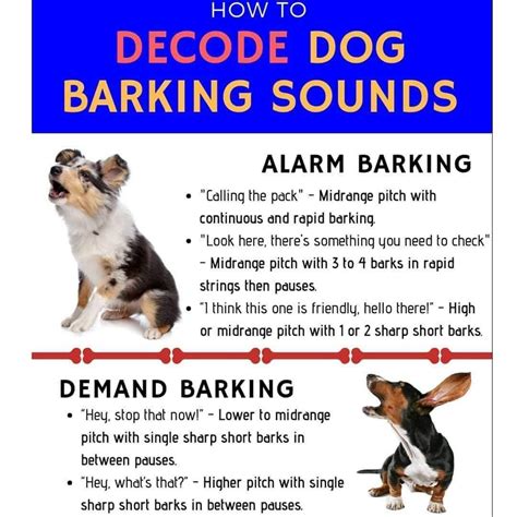 barks-and-recreation,Benefits of Bringing Your Dog to a Bark and Recreation Center,thqBenefitsofBringingYourDogtoaBarkandRecreationCenter