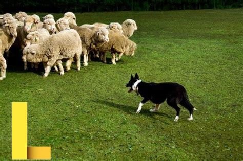 recreational-herding-for-dogs,Benefits of Recreational Herding for Dogs,thqBenefitsofRecreationalHerdingforDogs