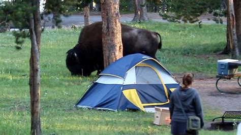 bison-recreational-products,Bison Camping,thqBisonCamping