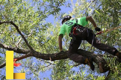 recreational-tree-climbing,Tree Climbing Techniques for Beginners,thqTreeClimbingTechniquesforBeginners