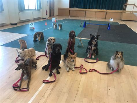 barks-and-recreation-eau-claire,Training Classes at Barks and Recreation Eau Claire,thqdogtrainingclassimageampw120amph120ampc1ampo5amppid1