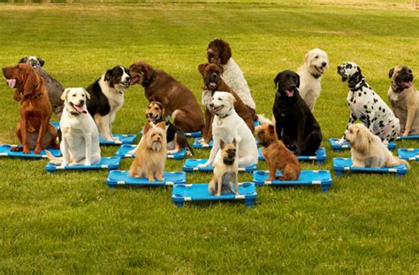 barks-and-recreation-eau-claire,Dog Training Class,thqpuppytrainingclassimageampw120amph120ampc1ampo5amppid1